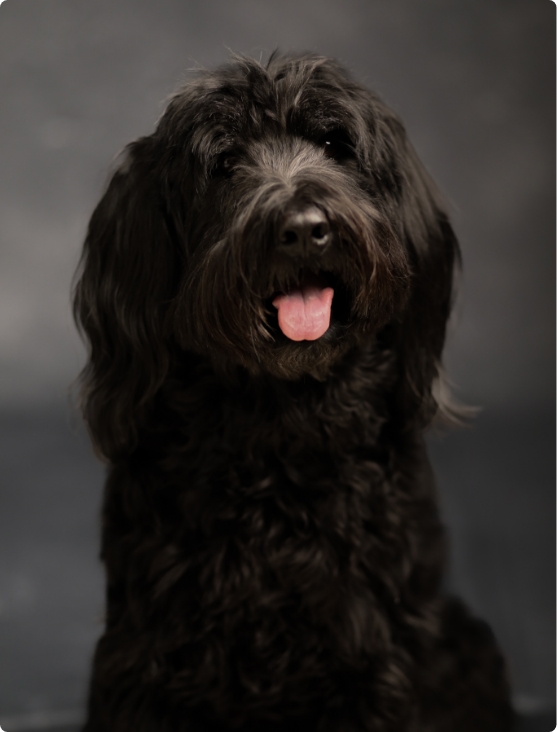 シニアwithペットのイメージ